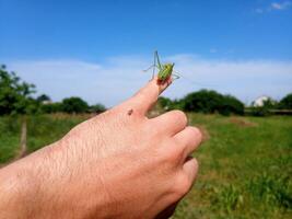 cavalletta isofia su mans mano. isofago insetto. foto