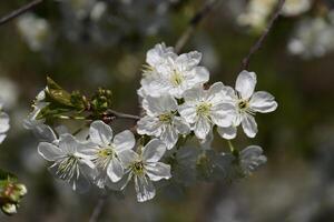 fiori di un' albero su rami. il ciliegia frutteto foto