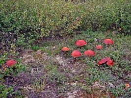 commestibile funghi nel il foresta rifiuti. funghi nel il foresta-t foto