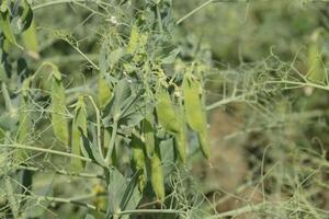 verde piselli nel il campo. in crescita piselli nel il campo. steli e baccelli di piselli foto