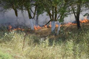 fuoco nel il foresta. fuoco e Fumo nel il foresta rifiuti. il erba è ardente nel il foresta. foresta incendi foto