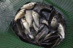 fiume pesce nel un' verde plastica griglia nel un' stagno. pesce presa. carpa e carpa. erba pesce. foto