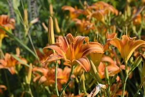 fiori di arancia gigli. gigli tra il erba. foto