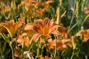 fiori di arancia gigli. gigli tra il erba. foto