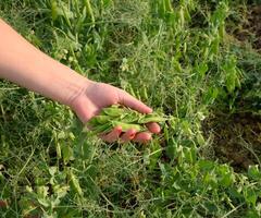 verde piselli. baccelli di piselli. pisello campo. foto