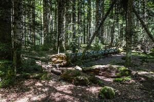 albero tronco dire bugie nel il boschi foto