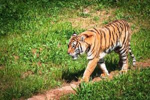 amur tigri su un' geass nel estate giorno foto
