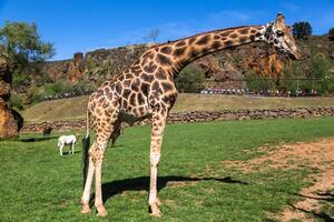 giraffe nel il zoo safari parco foto