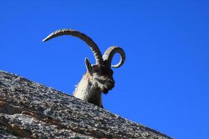 Barberia pecora o muflone, singolo animale in piedi su erba, montagna di gredos, Spagna foto