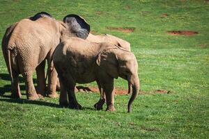 elefanti famiglia su africano savana. safari nel amboseli, kenya, Africa foto