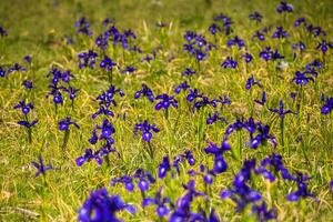 blu fiori campo su un' montare pendenza foto