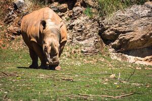 rinoceronte, lago nakuru nazionale parco, kenya, ceratotherium foto