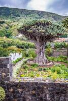 famoso Drago albero Drago milionario nel icod de los vinos tenerife, canarino isole foto