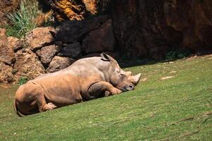 rinoceronte, lago nakuru nazionale parco, kenya, ceratotherium foto