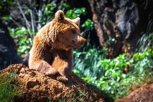 nord americano grizzly orso a Alba nel occidentale Stati Uniti d'America foto