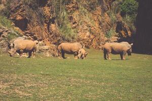 africano rinoceronti diceros bicornis minore su il masai mara nazionale Riserva safari nel sud-ovest kenya. foto