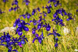 blu fiori campo su un' montare pendenza foto