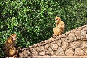 avvicinamento di Barberia macaco scimmia nel Gibilterra foto