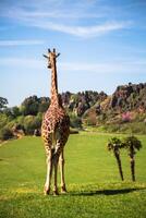 giraffe nel il zoo safari parco foto