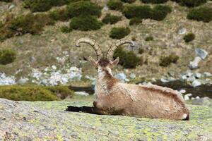 Barberia pecora o muflone, singolo animale in piedi su erba, montagna di gredos, Spagna foto