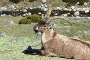 Barberia pecora o muflone, singolo animale in piedi su erba, montagna di gredos, Spagna foto