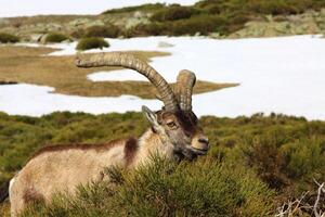 Barberia pecora o muflone, singolo animale in piedi su erba, montagna di gredos, Spagna foto