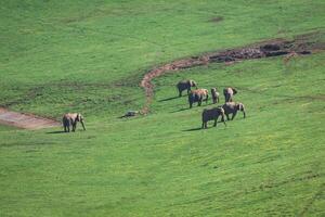 elefanti famiglia su africano savana. safari nel amboseli, kenya, Africa foto