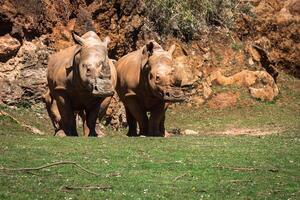 africano rinoceronti diceros bicornis minore su il masai mara nazionale Riserva safari nel sud-ovest kenya. foto