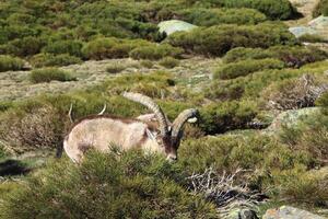 Barberia pecora o muflone, singolo animale in piedi su erba, montagna di gredos, Spagna foto