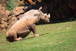 rinoceronte, lago nakuru nazionale parco, kenya, ceratotherium foto