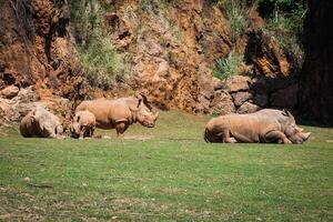 africano rinoceronti diceros bicornis minore su il masai mara nazionale Riserva safari nel sud-ovest kenya. foto