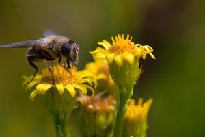 ape del miele sul fiore giallo, macro alta vicina foto