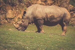 rinoceronte, lago nakuru nazionale parco, kenya, ceratotherium foto