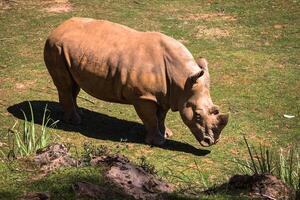 africano rinoceronti diceros bicornis minore su il masai mara nazionale Riserva safari nel sud-ovest kenya. foto