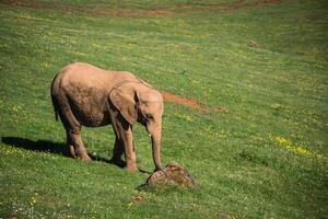 africano elefante nel savana foto