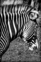 un' bellissimo africano zebra nel il suo naturale ambiente foto