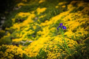 blu fiori campo su un' montare pendenza foto