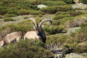 Barberia pecora o muflone, singolo animale in piedi su erba, montagna di gredos, Spagna foto