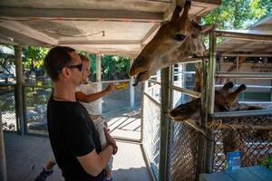 il ragazze mano era dando cibo per il giraffa nel il zoo. padre e poco figlia alimentazione animale. viaggio concetto. alto qualità foto