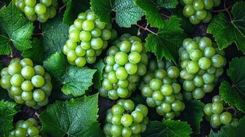 ai generato un' grappolo di fresco verde uva, un artistico preparativi per estetico appello. uva sfondo. foto