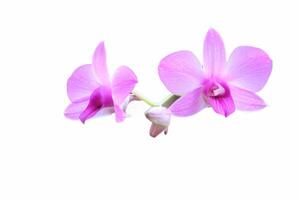 vicino su di un' viola larat orchidea il cui, di chi latino nome è dendrobium bigibo var. schoederianum nel fioritura con bianca sfondo foto