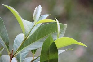 baia le foglie o indonesiano foglia d'alloro o indonesiano alloro o syzygium polianto le foglie siamo adatto per cibo stagionatura e erbaceo medicina foto