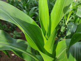 vicino su di verde Mais le foglie nel il giardino dietro a il Casa, adatto per sfondo sfondo foto