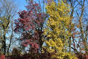 colore le foglie di cotinus coggygria e albicocca foto