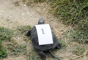 un' cattivo Internet simbolo. Basso Scarica velocità. lento Internet. ordinario fiume tartaruga di temperato latitudini. il tartaruga è un antico rettile. foto