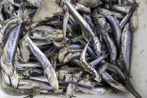 sardine nel un' pescivendolo foto