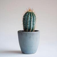 ai generato cactus nel un' minimalista pianta della casa pentola foto