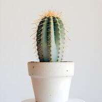 ai generato cactus nel un' minimalista pianta della casa pentola foto