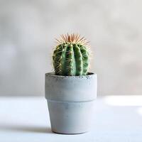ai generato cactus nel un' minimalista pianta della casa pentola foto