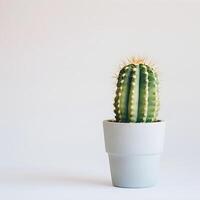 ai generato cactus nel un' minimalista pianta della casa pentola foto